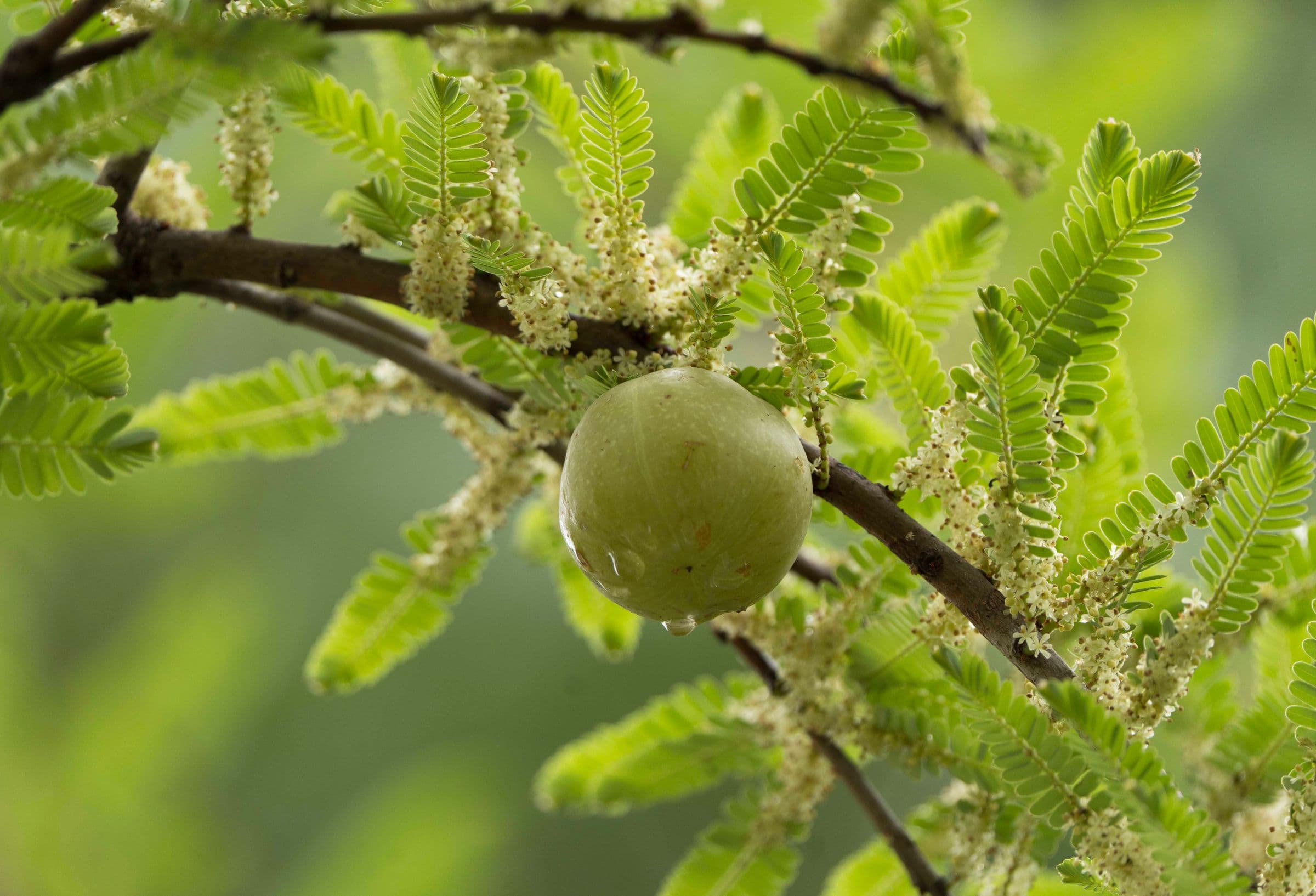 Fresh amla berries beside a jar of amla powder.