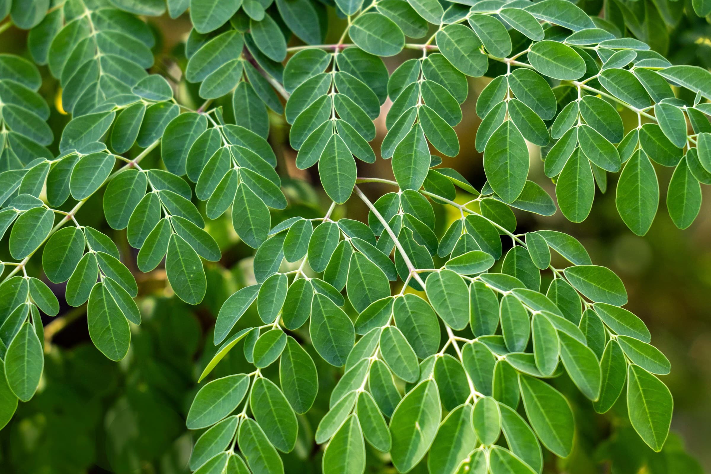Vibrant green moringa leaves and powder.