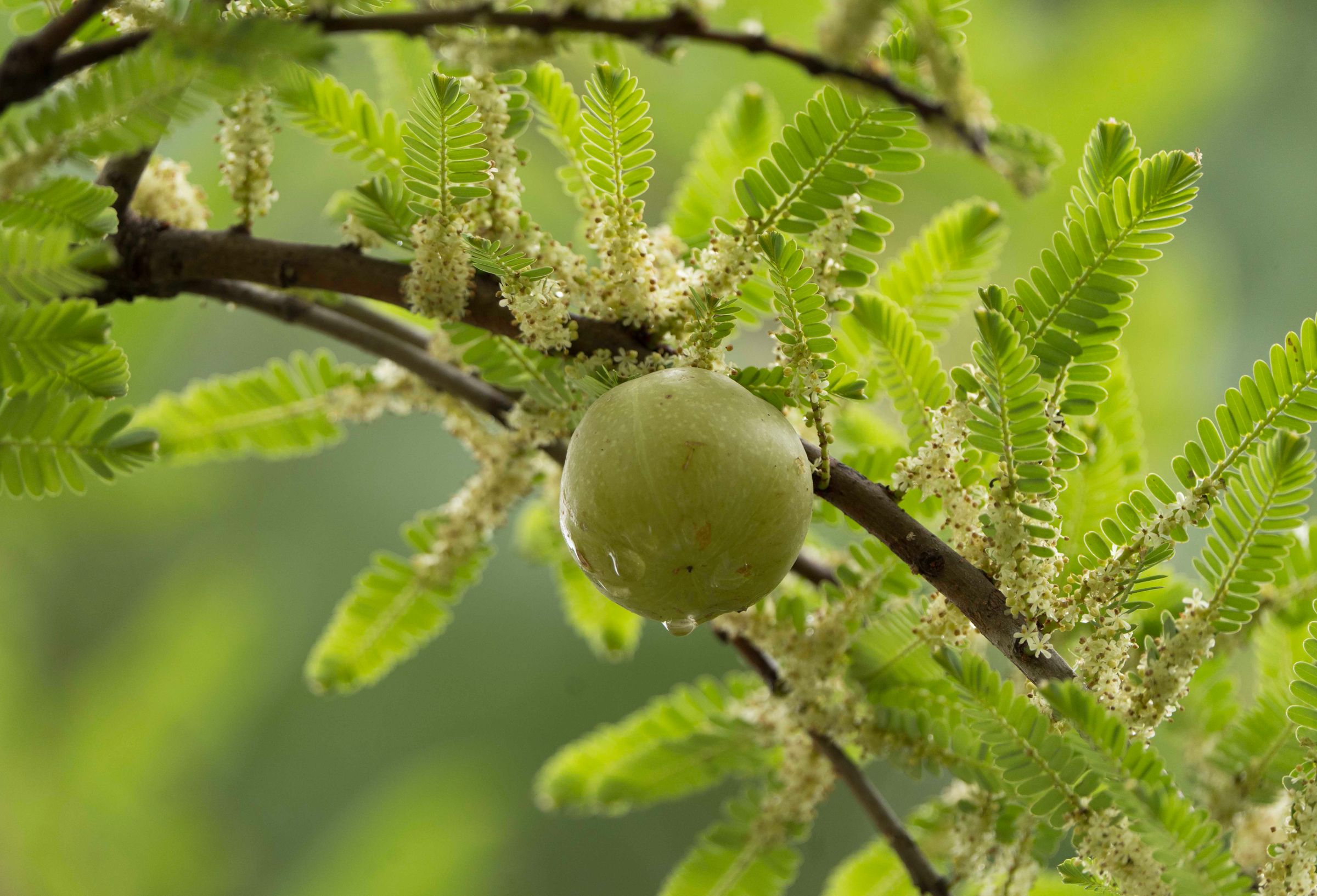 Amla Detox Powder
