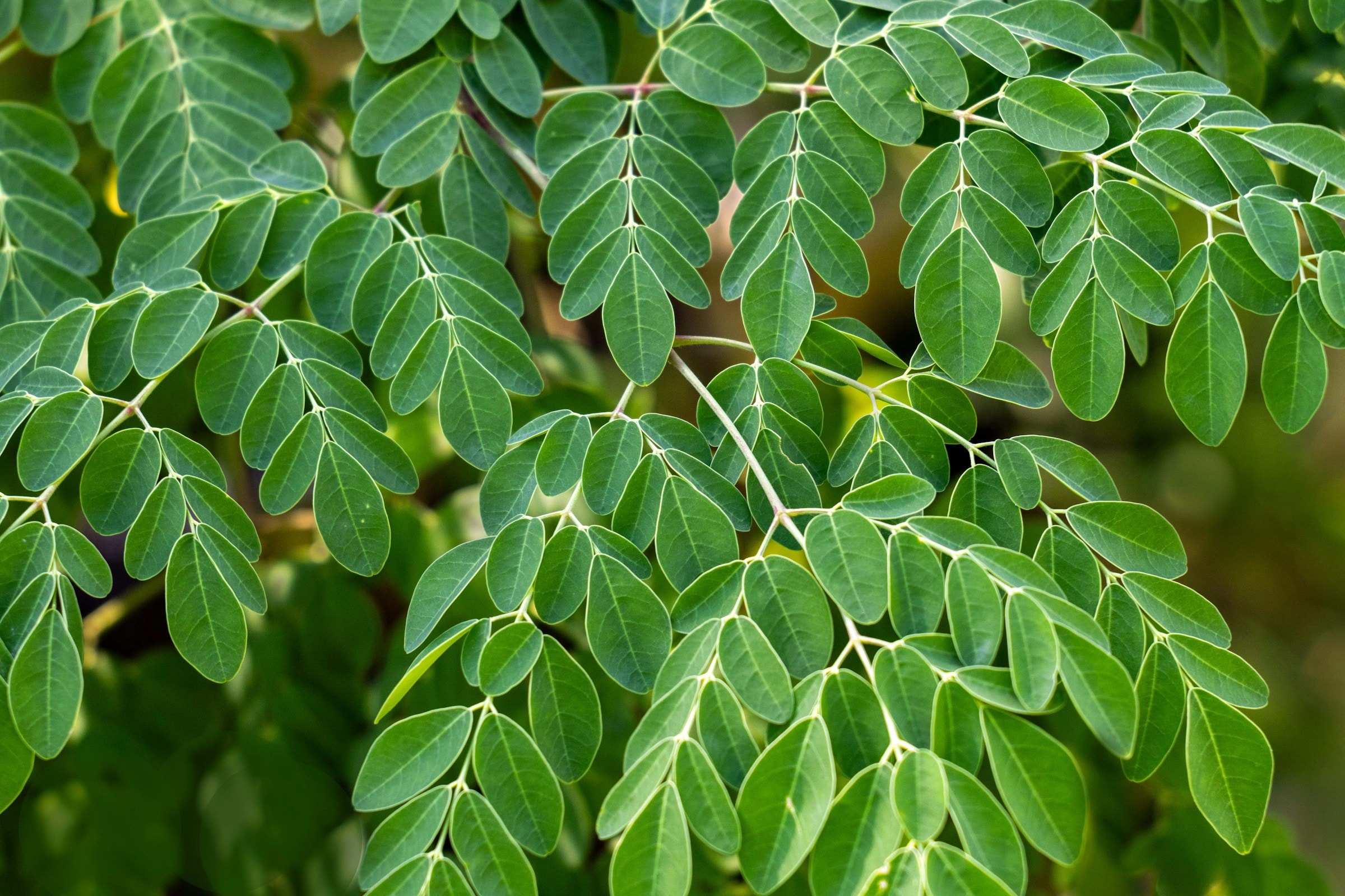 Moringa Powder